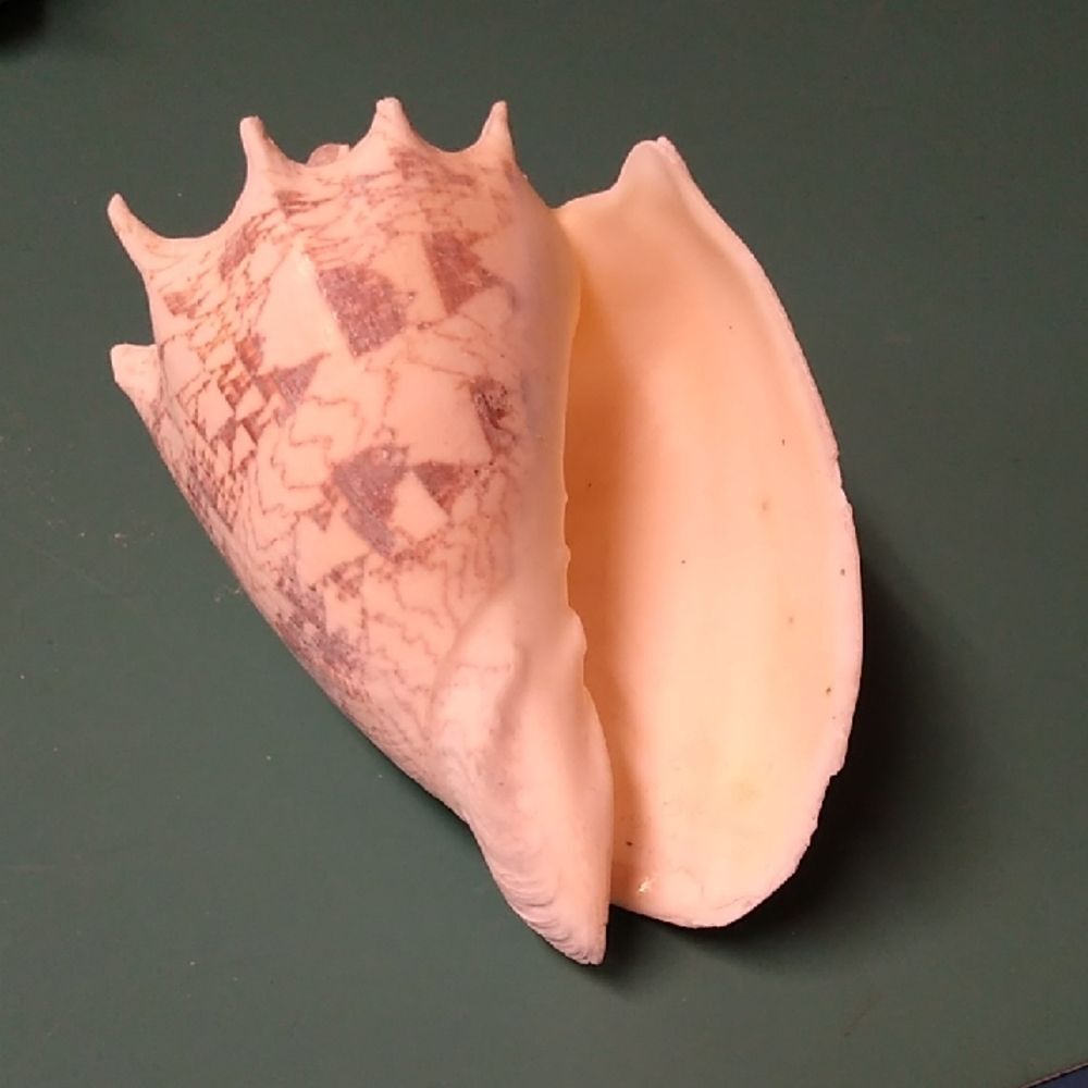 Decorative Seashell with Intricate Patterns